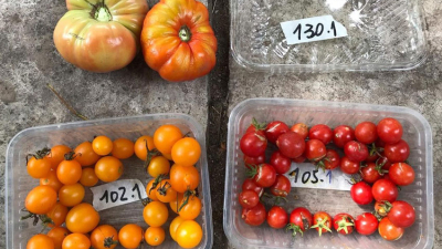 Doce variedades de tomates recuperados lideran el ranking de las más sabrosas