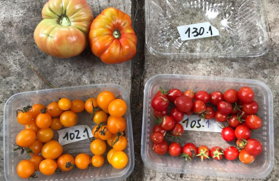 Doce variedades de tomates recuperados lideran el ranking de las más sabrosas