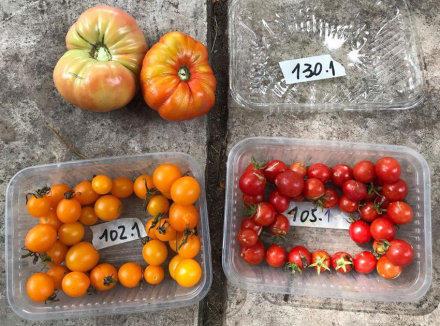 tomate-vars.jpg