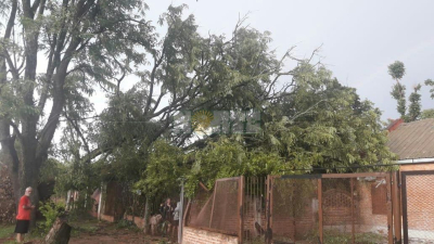El temporal causó caída de árboles y tendido eléctrico en General San Martín