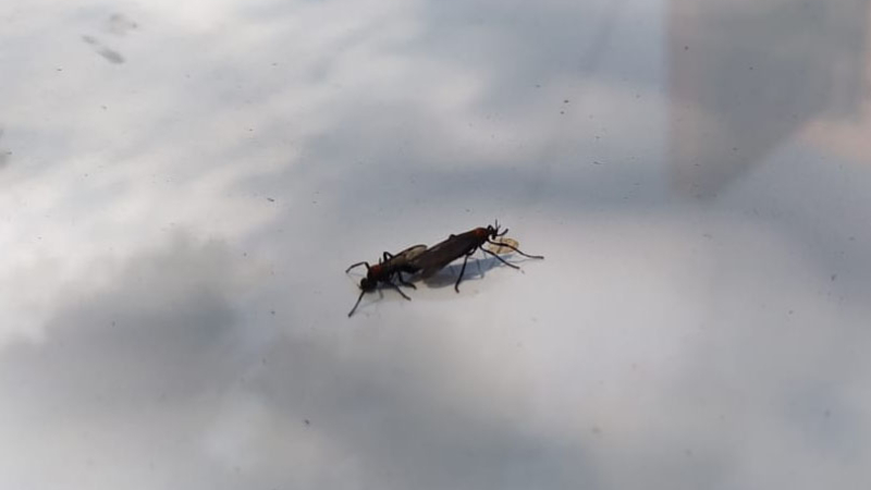 "Liberaron a Willy": el insecto que invade Resistencia
