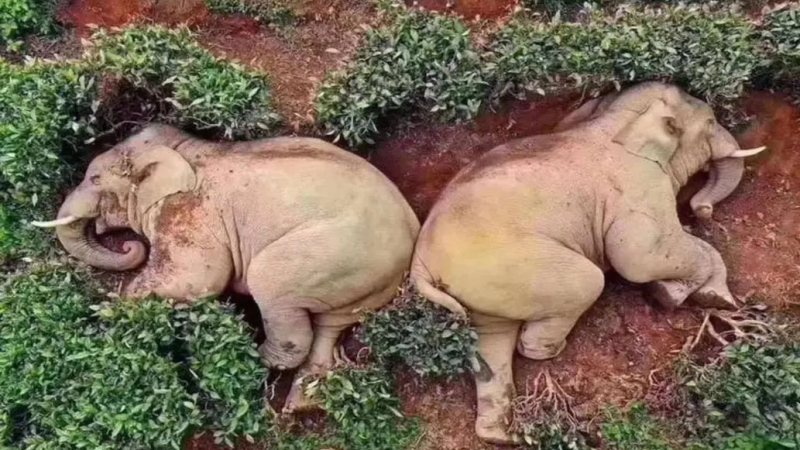 Efecto coronavirus en China: 14 elefantes entran a un campo, toman vino y duermen la siesta
