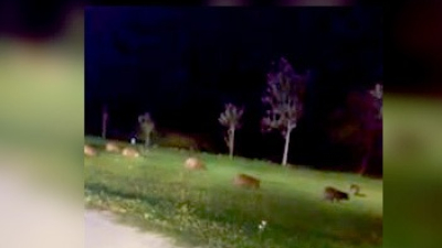 Unos 20 carpinchos se apropiaron del Parque de la Democracia