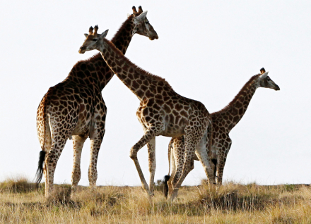 safaris2.jpg