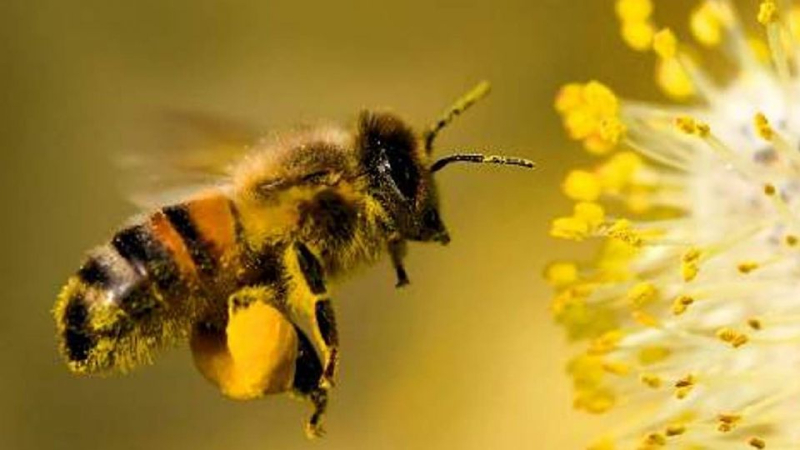 Día Mundial de la Abeja: por qué es un insecto tan importante en el planeta Tierra