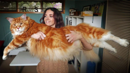 gato-gigante.jpg
