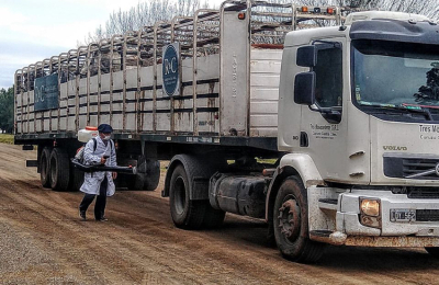 Curuzú Cuatiá hará el remate ganadero del centro y sur con estricto control sanitario por covid-19