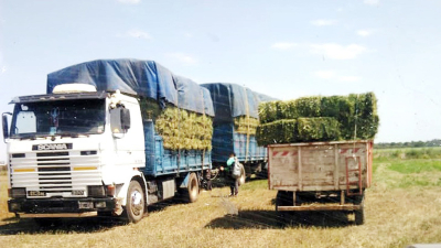 Producir alfalfa, una alternativa que crece y quiere consolidarse en el Chaco