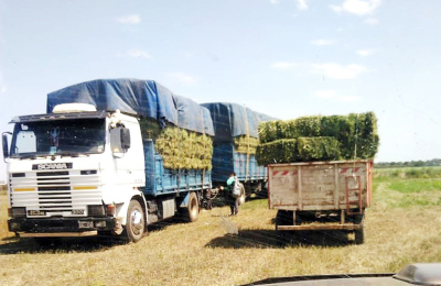 Producir alfalfa, una alternativa que crece y quiere consolidarse en el Chaco