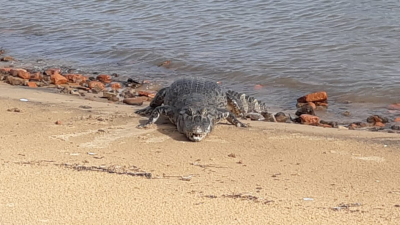 Apareció un yacaré en la costa correntina
