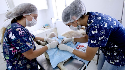 Día del Veterinario: en el Chaco el 65% se dedica a animales pequeños