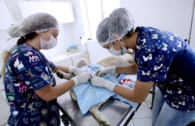 Día del Veterinario: en el Chaco el 65% se dedica a animales pequeños   