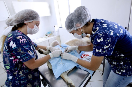 veterinarias.jpg