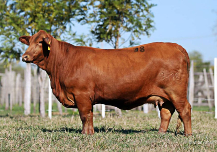 Vaca--a-venta-RP-3418.jpg