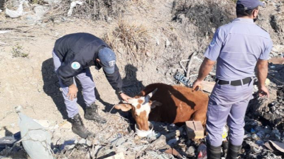 Rescataron un animal vacuno empantanado