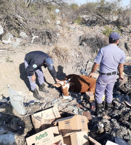 Pirane rescate Animal Vacuno  (2).jpg