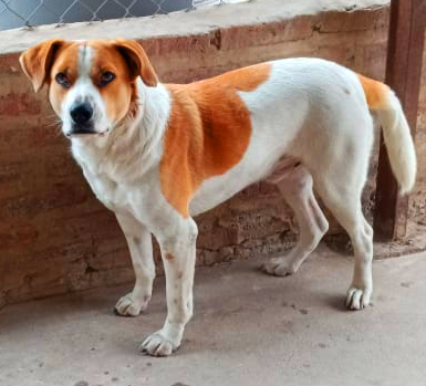 perro7.jpg