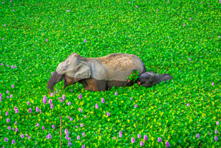madre e hijo elefante.jpg