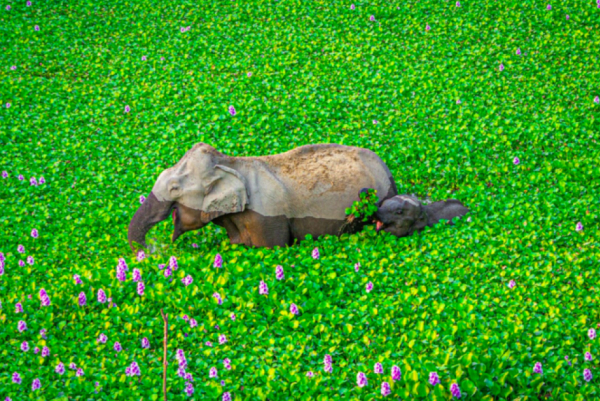 En el parque nacional de Kaziranga, esta madre elefante y su cría están inmersos en una lección sobre cómo comerse un jacinto.