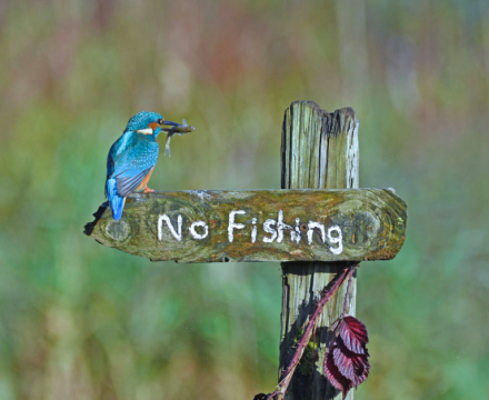 pajaro burlon.jpg