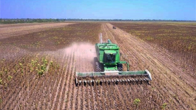 Por la sequía, se ralentiza la siembra de girasol y el rendimiento del trigo sigue comprometido