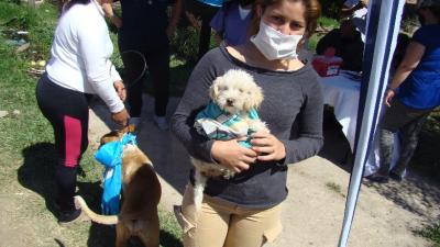 Rabia: vacunaron a unos 150 a 200 perros y gatos por día