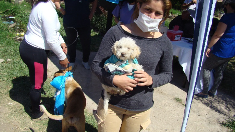 Rabia: vacunaron a unos 150 a 200 perros y gatos por día