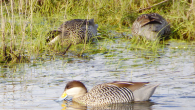 Aves migrantes de otras geografías, en el ecotono natural en el sur argentino
