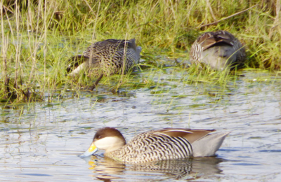 Aves migrantes de otras geografías, en el ecotono natural en el sur argentino