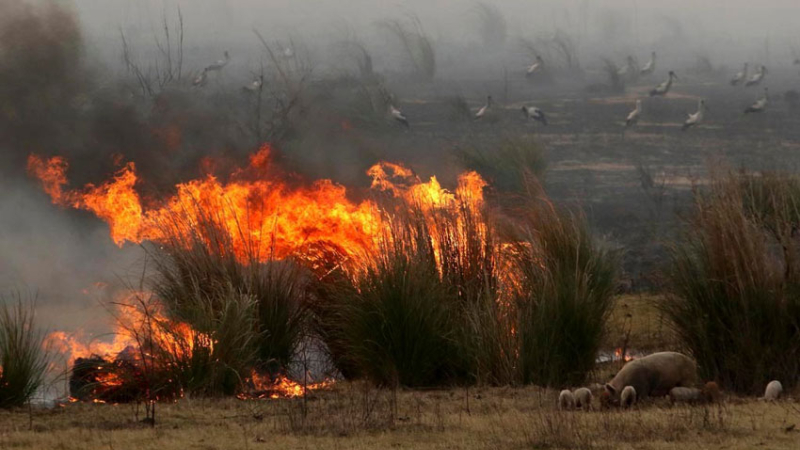 El fuego arrasó 300 mil hectáreas y devastó a fauna y flora de los humedales