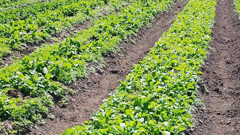 Desafiando a la sequía producen diversidad de productos