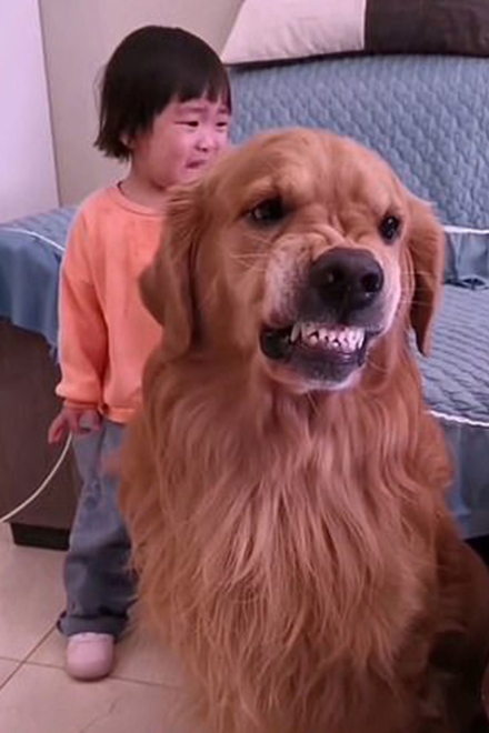 perro3.jpg