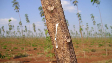 caucho.jpg