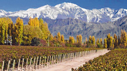 mendoza.jpg
