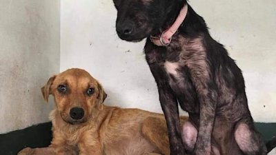 Huellas Caninas pide ayuda para salvar la vida de varias mascotas
