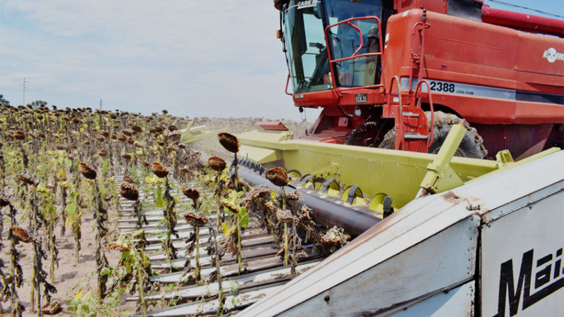 A punto de cerrarse la trilla con rindes promedios de 1700 kilos por hectárea