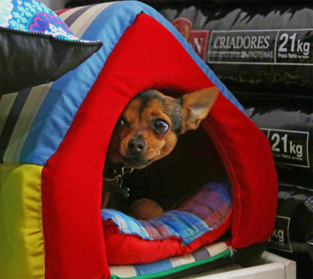 mascotas3.jpg