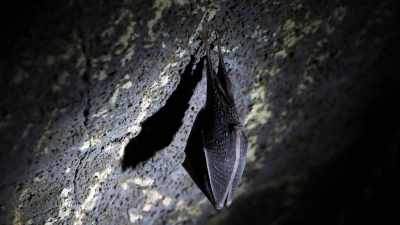 Para la OMS, se deben explorar cuevas de murciélagos para buscar el origen del Covid