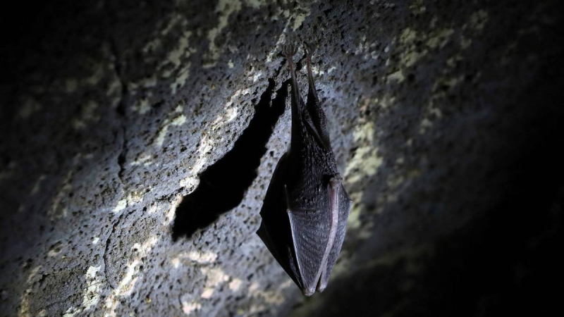 Para la OMS, se deben explorar cuevas de murciélagos para buscar el origen del Covid