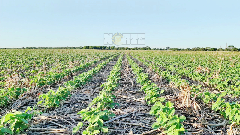 El campo chaqueño pide que no se tome al productor como formador de precios