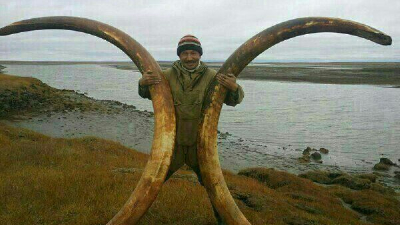 Dientes de mamuts siberianos contienen el ADN más antiguo recuperado