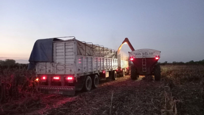 Comenzó la cosecha de sorgo en el Chaco