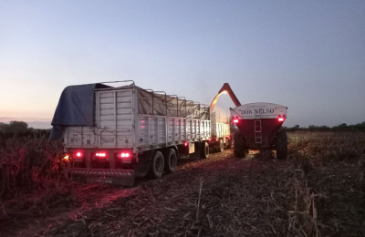 Comenzó la cosecha de sorgo en el Chaco