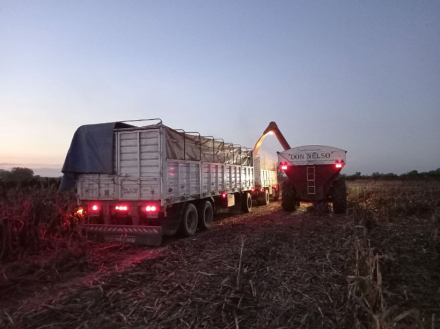 sorgo.jpg