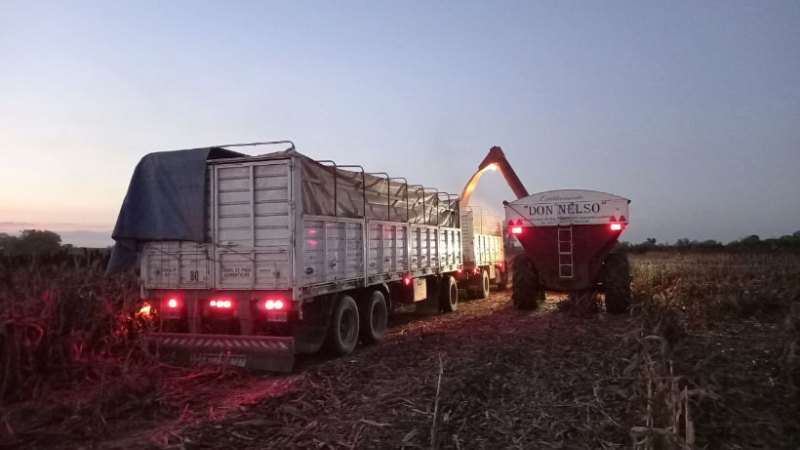 Comenzó la cosecha de sorgo en el Chaco