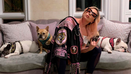 perros01.jpg