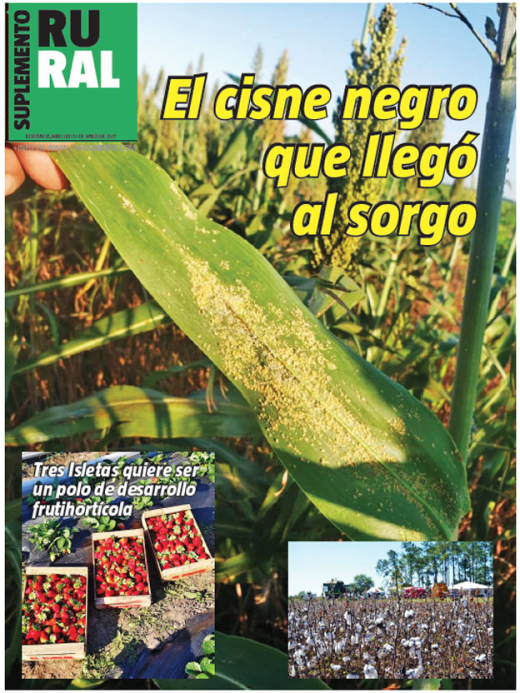 El cisne negro que llegó al sorgo