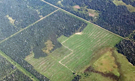 bosques nativos.jpg