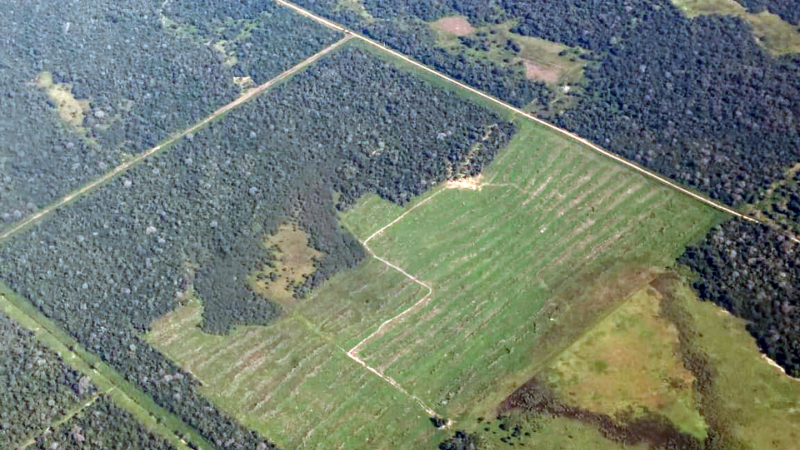 Sostienen que se acrecienta la deuda de la ley nacional de bosques con el Chaco