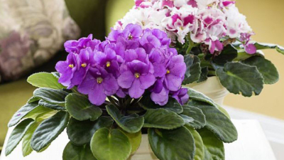 Plantas para decorar los rincones de tu casa ?